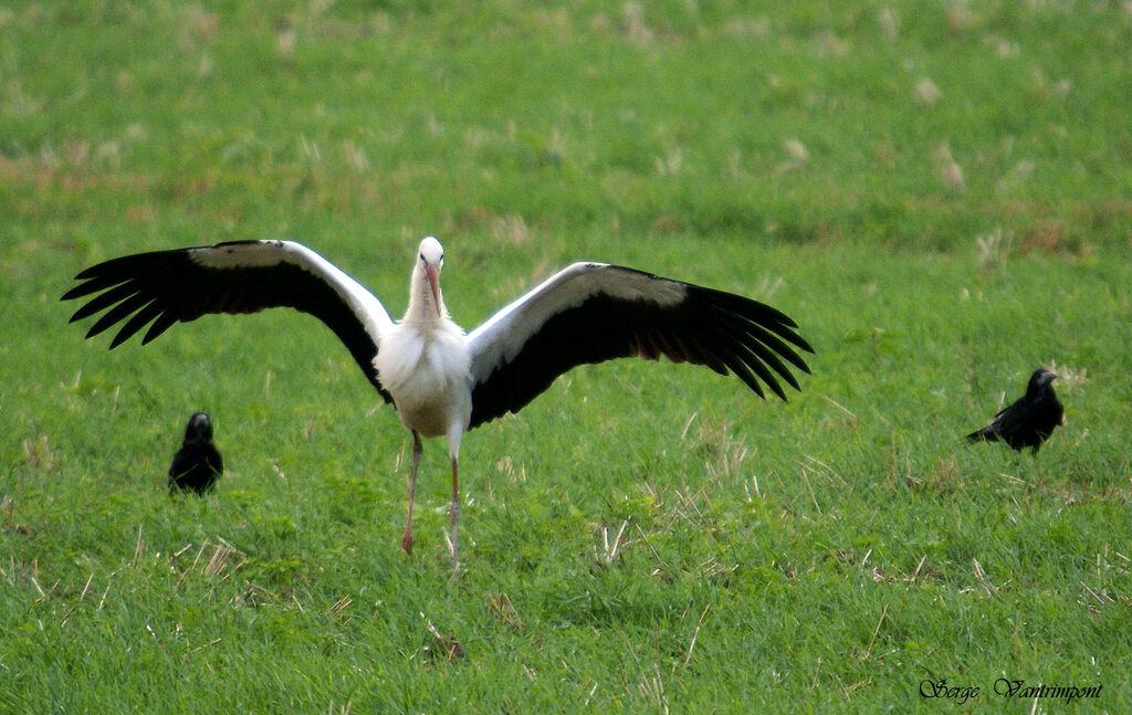 White Stork, Flight