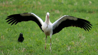 Cigogne blanche