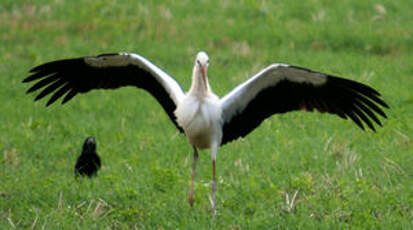 Cigogne blanche