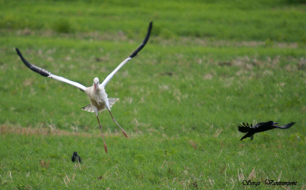 White Stork, Flight