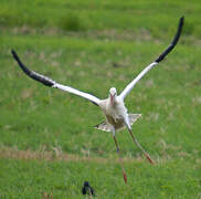 Cigogne blanche