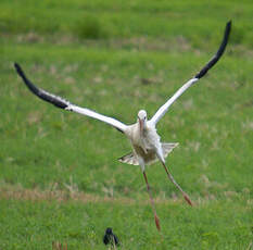 Cigogne blanche