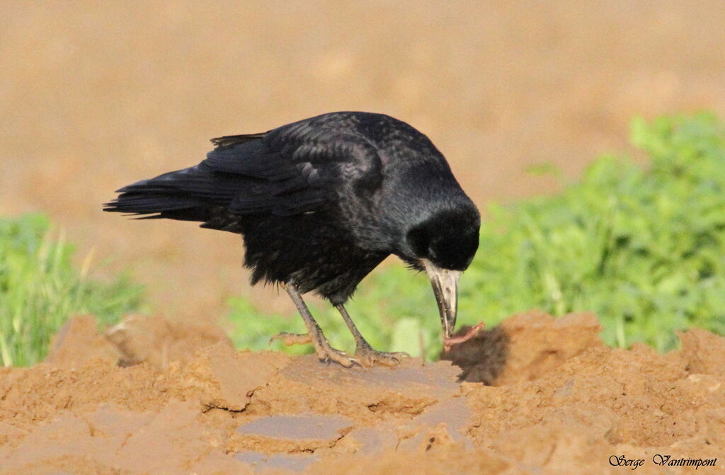 Corbeau freuxadulte, régime