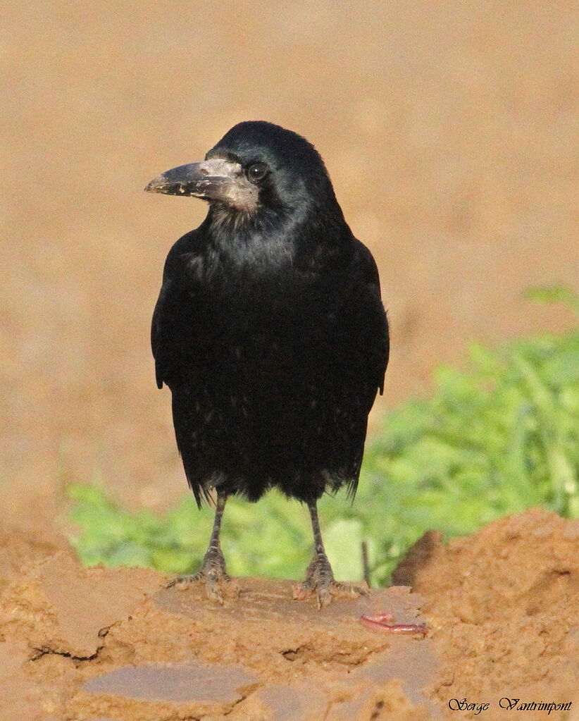 Corbeau freuxadulte, régime, Comportement