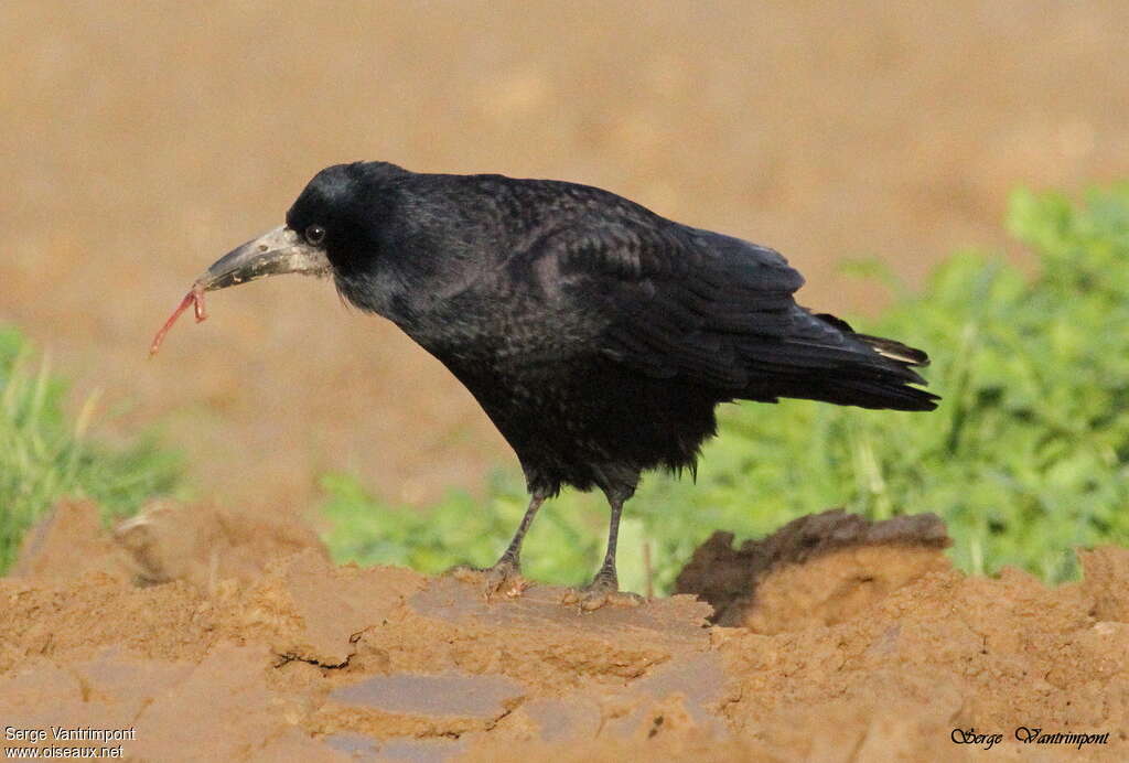 Corbeau freuxadulte, régime