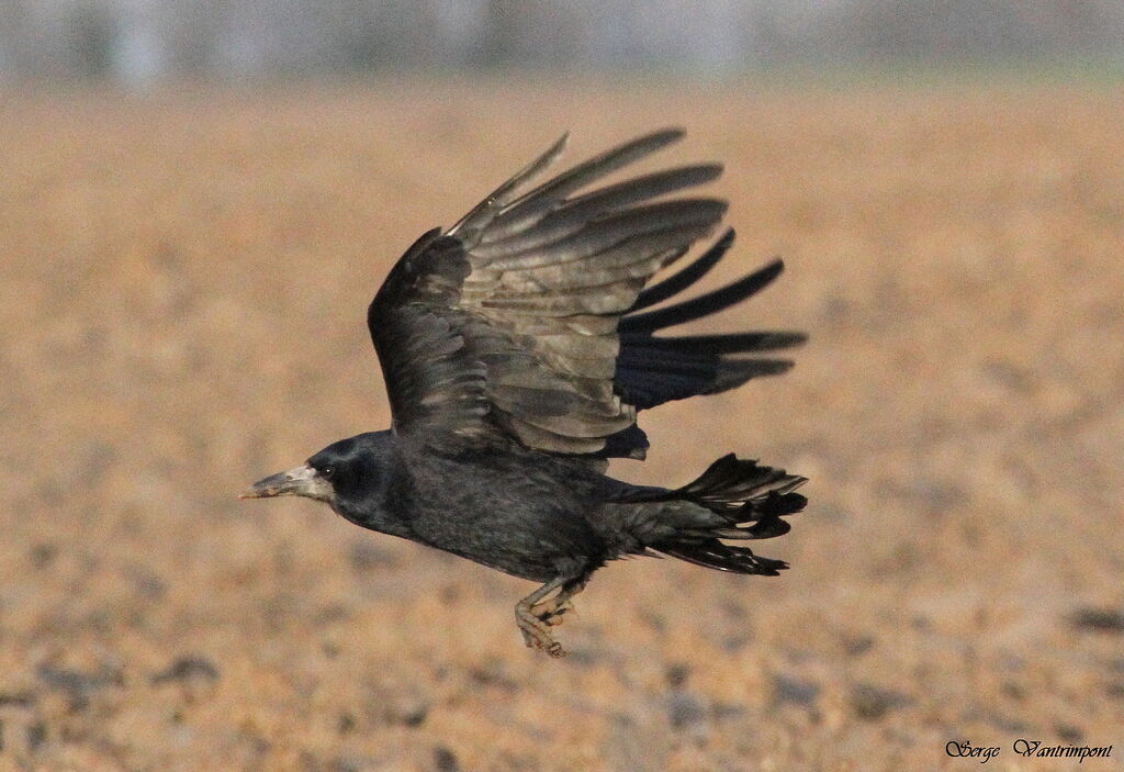 Rookadult, Flight