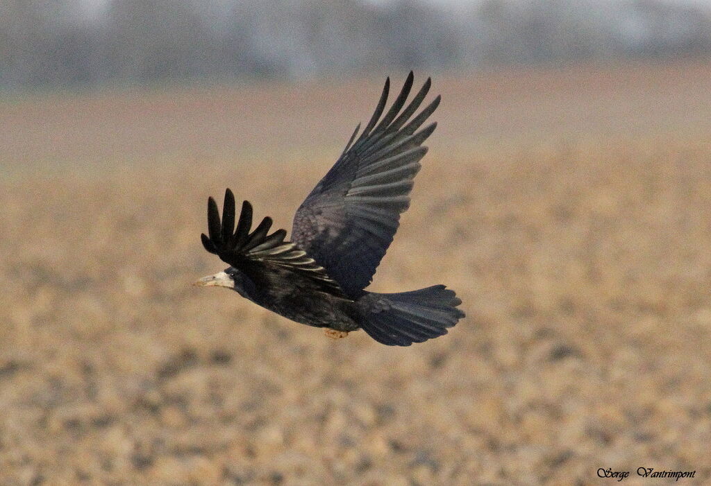 Corbeau freuxadulte, Vol