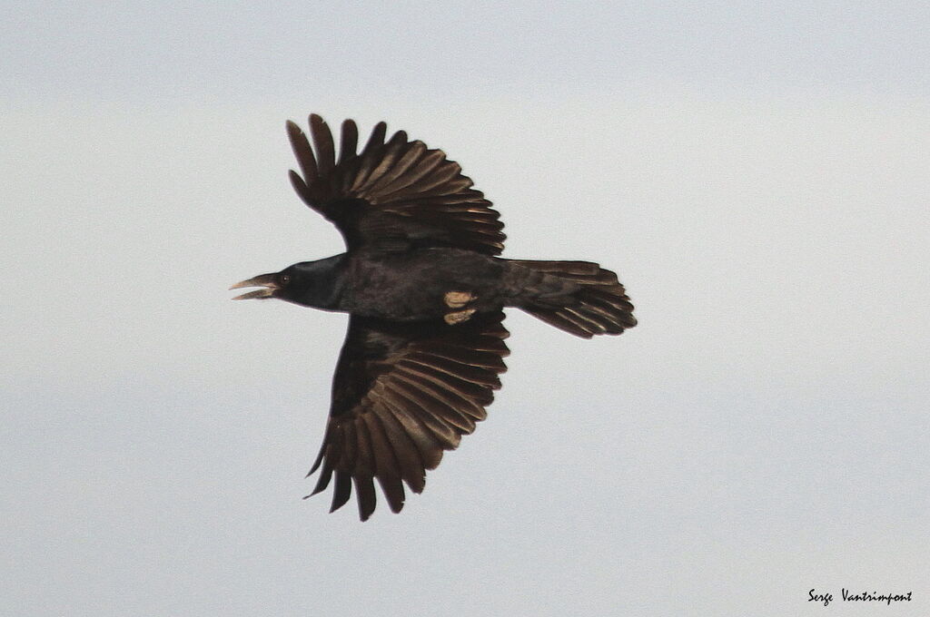 Corbeau freuxadulte, Vol