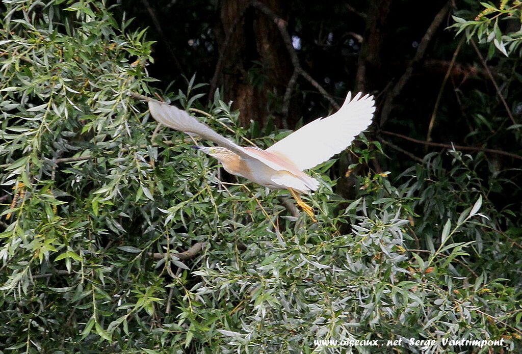 Squacco Heronadult, Flight