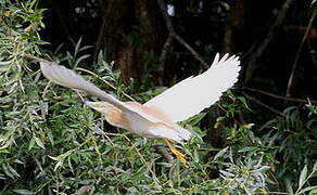 Squacco Heron