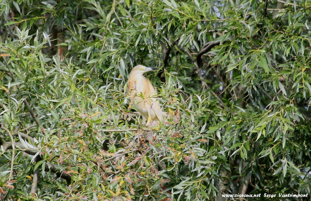 Crabier cheveluadulte, identification, Comportement