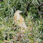 Squacco Heron