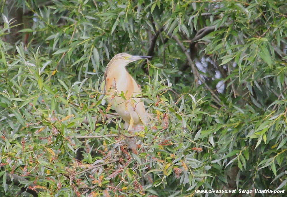 Squacco Heronadult, identification, Behaviour