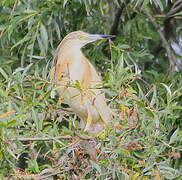 Squacco Heron