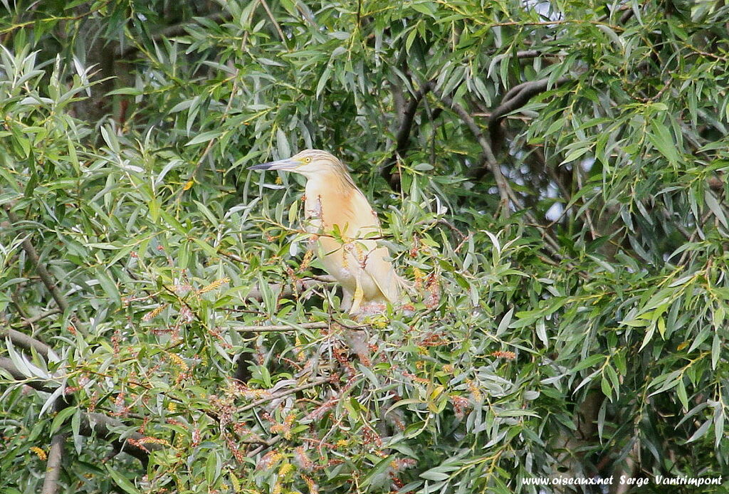 Crabier cheveluadulte, identification, Comportement