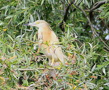 Squacco Heron