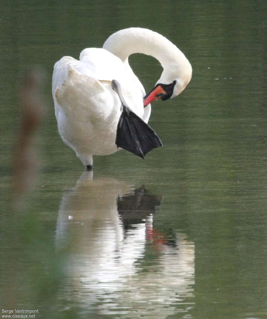 Mute Swanadult, care, Behaviour