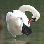 Cygne tuberculé