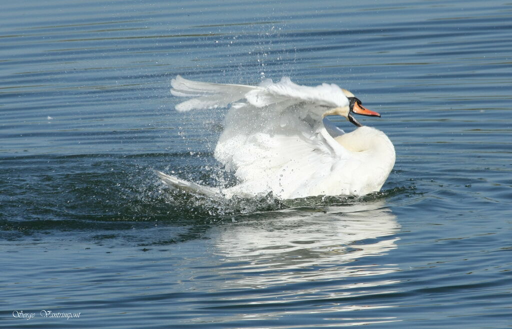 Cygne tuberculéadulte, Comportement