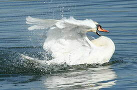 Cygne tuberculé