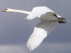 Mute Swan