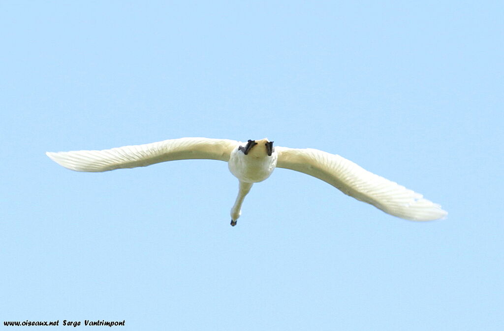 Cygne tuberculéadulte, Vol