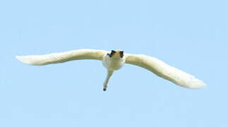 Mute Swan