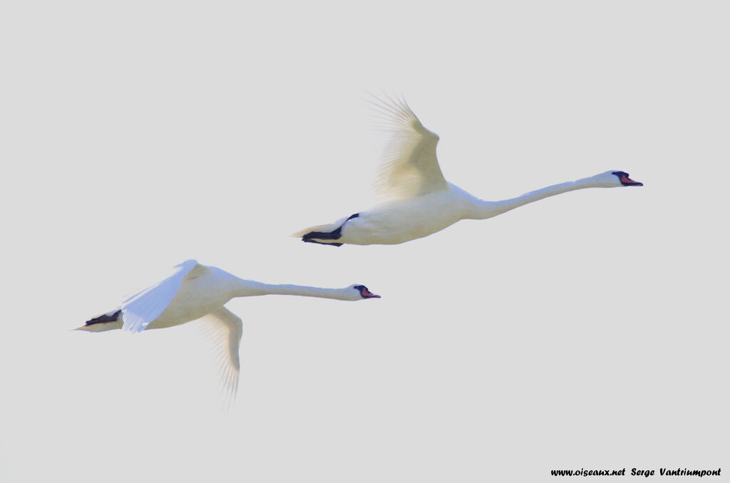 Cygne tuberculé , Vol