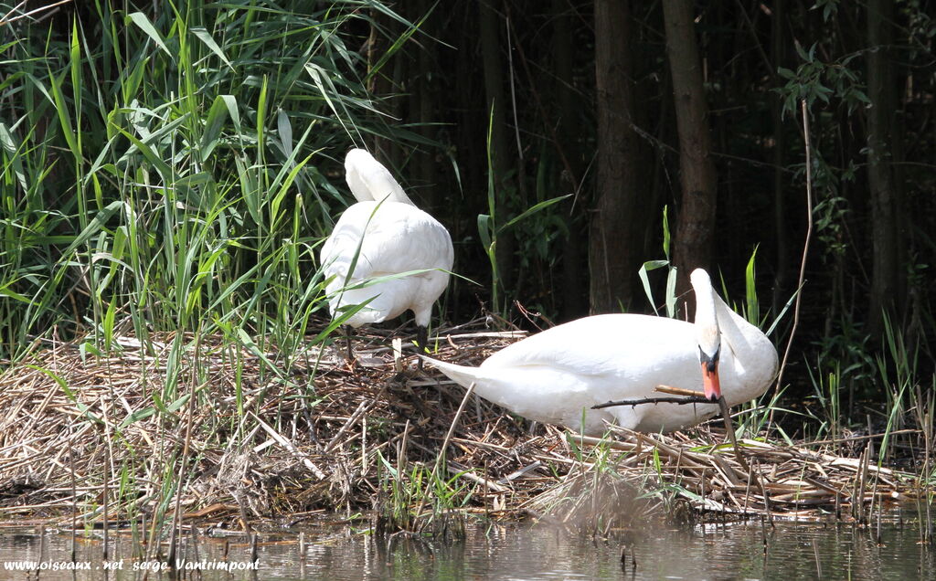 Cygne tuberculé adulte, Nidification