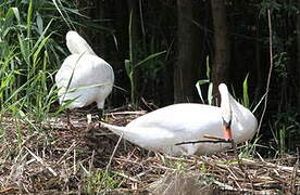 Cygne tuberculé