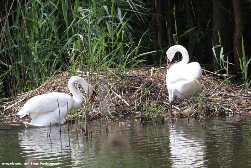 Mute Swan adult, Reproduction-nesting