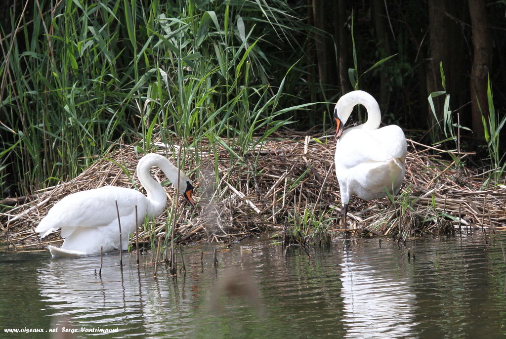 Cygne tuberculé adulte, Nidification