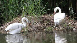 Cygne tuberculé