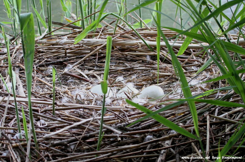 Mute Swan, Reproduction-nesting