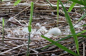 Cygne tuberculé