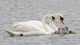 Mute Swan