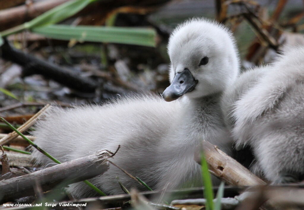 Cygne tuberculé1ère année, Nidification