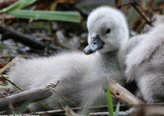 Cygne tuberculé