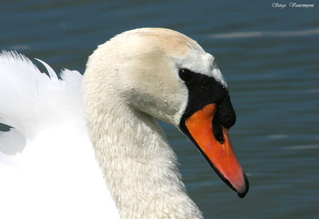 Cygne tuberculéadulte, Comportement