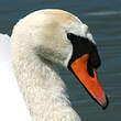 Cygne tuberculé