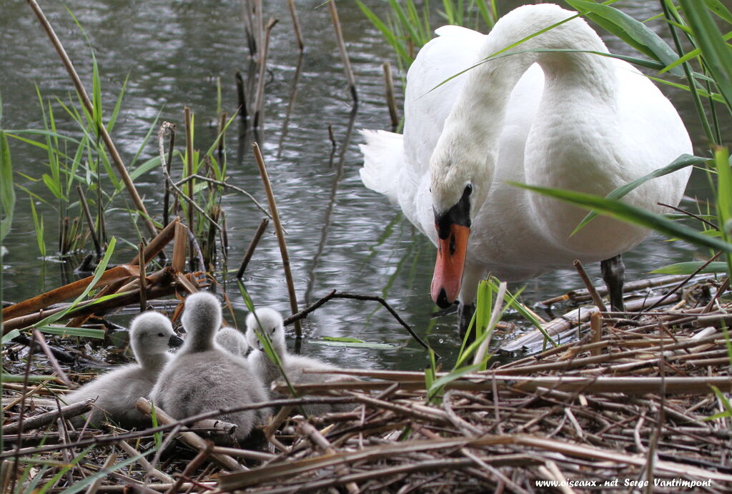 Cygne tuberculé femelle 1ère année, Nidification