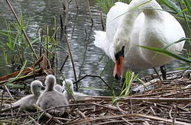 Cygne tuberculé