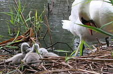 Cygne tuberculé