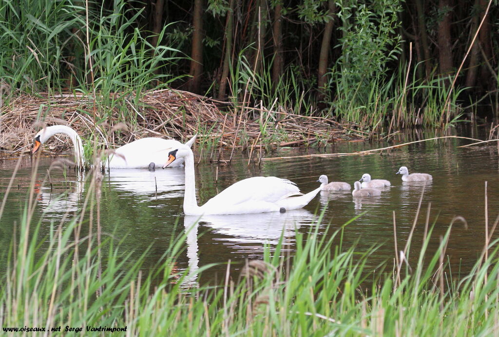 Mute Swan First year, Reproduction-nesting