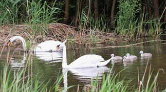 Cygne tuberculé