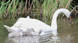 Cygne tuberculé