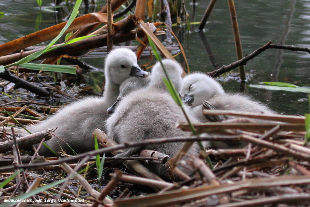 Cygne tuberculé1ère année, Nidification