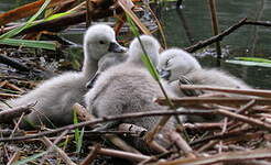 Cygne tuberculé