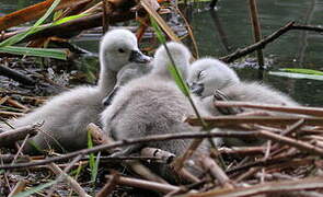 Mute Swan