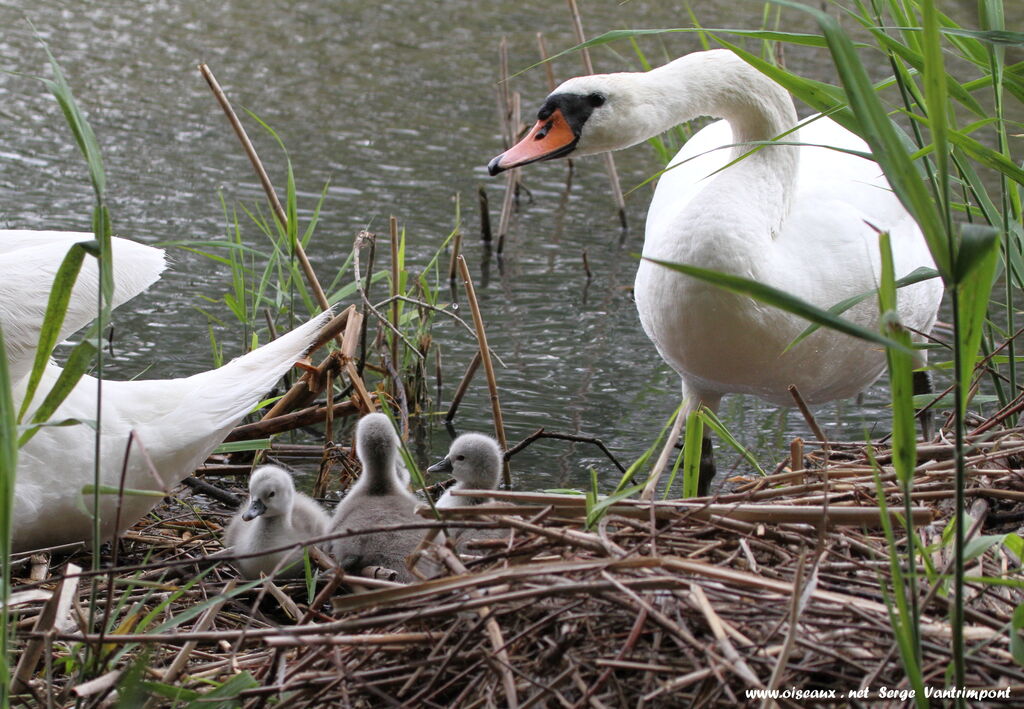 Cygne tuberculé femelle 1ère année, Nidification